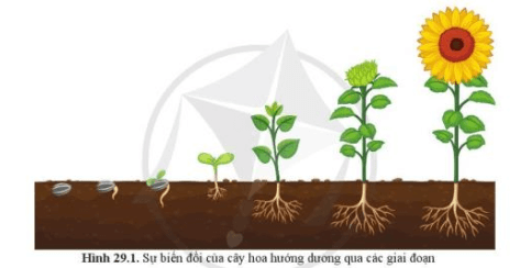 Giáo án KHTN 7 Bài 29: Khái quát về sinh trưởng và phát triển ở sinh vật | Giáo án Khoa học tự nhiên 7 Cánh diều