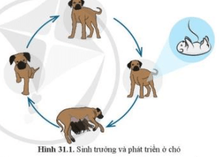 Giáo án KHTN 7 Bài 31: Sinh trưởng và phát triển ở động vật | Giáo án Khoa học tự nhiên 7 Cánh diều