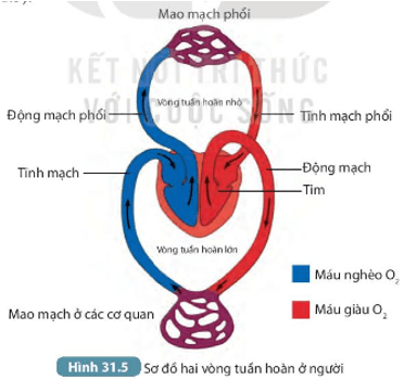 Giáo án KHTN 7 Bài 31: Trao đổi nước và chất dinh dưỡng ở động vật | Giáo án Khoa học tự nhiên 7 Kết nối tri thức (ảnh 2)