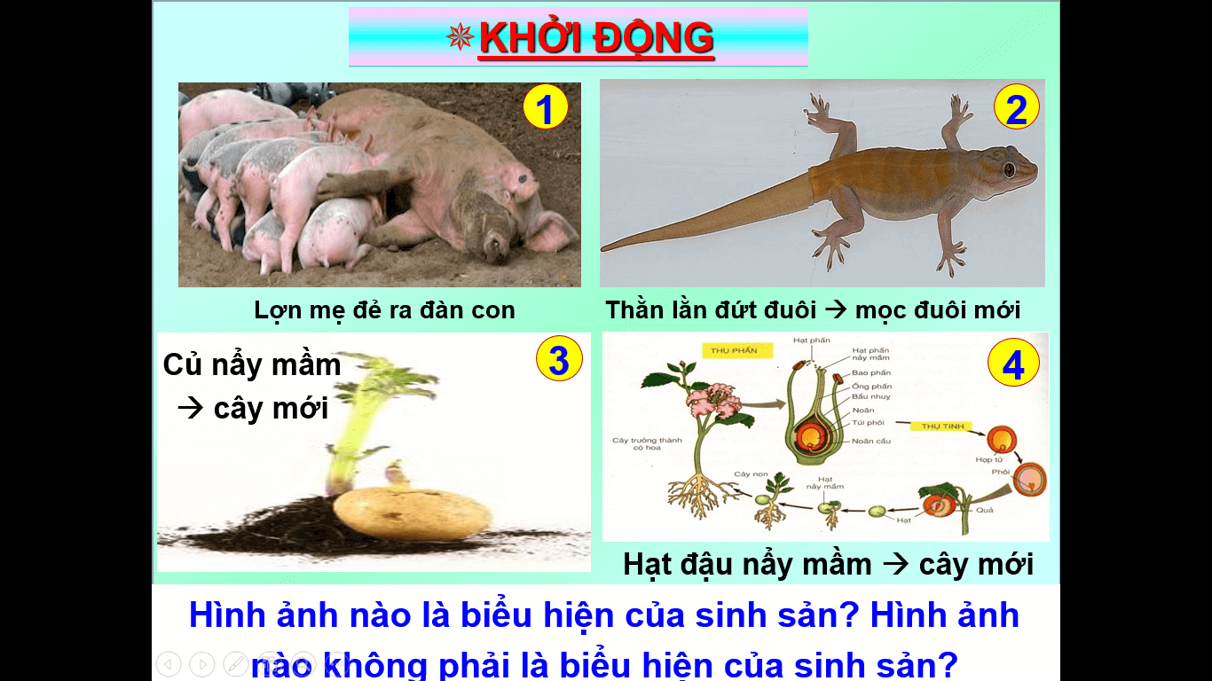 Giáo án KHTN 7 Bài 37: Sinh sản ở sinh vật | Giáo án Khoa học tự nhiên 7 Chân trời sáng tạo