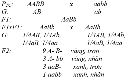 Giáo án Sinh học 12 Bài 9: Quy luật Menđen: Quy luật phân li độc lập (tiết 1) | Giáo án Sinh học 12 mới, chuẩn nhất