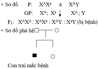 Giáo án Sinh học 9 Bài 28: Phương pháp nghiên cứu di truyền người | Giáo án Sinh học 9 mới, chuẩn nhất