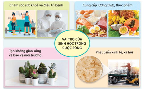 Giáo án Sinh 10 Kết nối tri thức (năm 2023 mới nhất) | Giáo án Sinh học 10