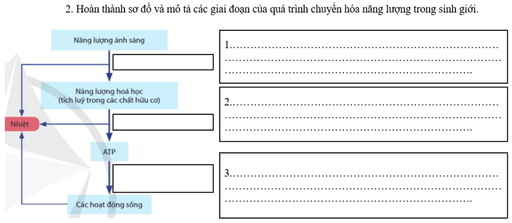 Giáo án Sinh 11 Cánh diều (năm 2023 mới nhất) | Giáo án Sinh học 11