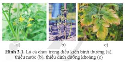 Giáo án Sinh 11 Cánh diều (năm 2023 mới nhất) | Giáo án Sinh học 11