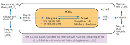 Giáo án Sinh 11 Kết nối tri thức (năm 2023 mới nhất) | Giáo án Sinh học 11