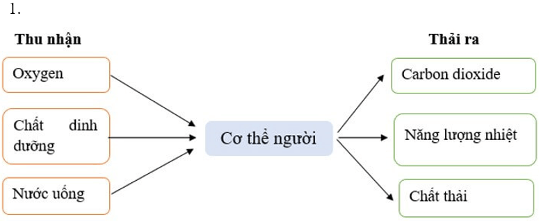 Giáo án Sinh học 7 Cánh diều (năm 2023 mới nhất) | Giáo án Khoa học tự nhiên 7