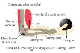 Giáo án Sinh học 8 Cánh diều (năm 2023 mới nhất) | Giáo án Khoa học tự nhiên 8