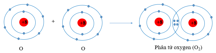 Sử dụng sơ đồ tương tự như Hình 8.1, hãy giải thích sự tạo thành phân tử chlorine (ảnh 1)