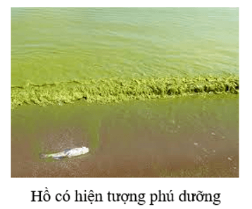 Dựa vào những dấu hiệu nào để dự đoán đã có hiện tượng phú dưỡng xảy ra