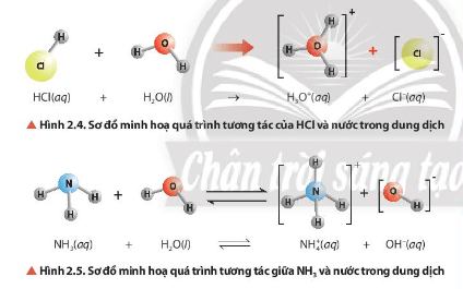 Quan sát Hình 2.4 và Hình 2.5, cho biết chất nào nhận H+, chất nào cho H+