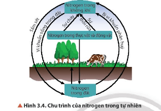 Quan sát Hình 3.4, cho biết con người có thể can thiệp vào chu trình của nitrogen