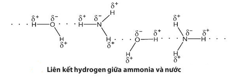 Hãy giải thích tại sao ammonia tan tốt trong nước