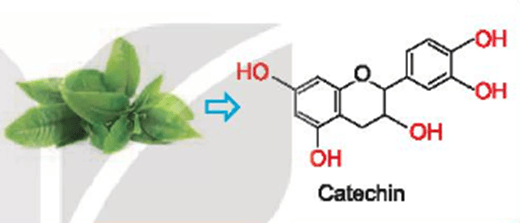 Catechin là một hợp chất phenol có trong lá chè xanh. Catechin có tác dụng chống oxi hoá