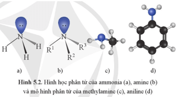 Dựa vào Hình 5.2c, 5.2d hãy mô tả đặc điểm cấu tạo phân tử