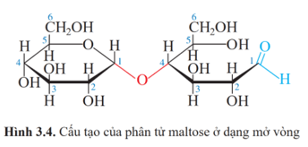 Lý thuyết Hóa học 12 Bài 3: Giới thiệu về carbohydrate | Cánh diều