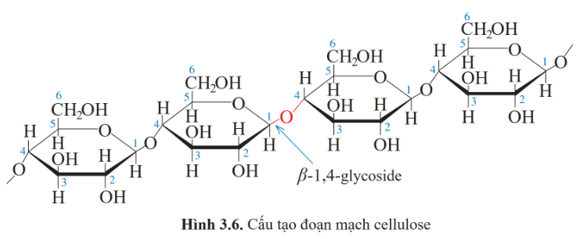 Lý thuyết Hóa học 12 Bài 3: Giới thiệu về carbohydrate | Cánh diều