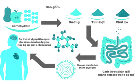 Lý thuyết Hóa học 12 Bài 3: Giới thiệu về carbohydrate | Cánh diều