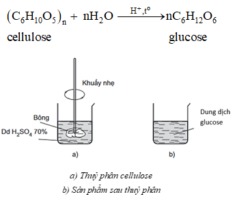 Lý thuyết Hóa học 12 Bài 4: Tính chất hoá học của carbohydrate | Cánh diều