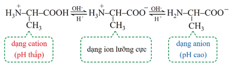 Lý thuyết Hóa học 12 Bài 6: Amino acid | Cánh diều