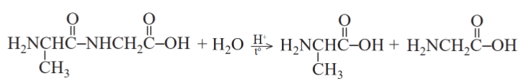 Lý thuyết Hóa học 12 Bài 7: Peptide, protein và enzyme | Cánh diều