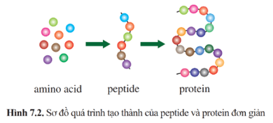 Lý thuyết Hóa học 12 Bài 7: Peptide, protein và enzyme | Cánh diều