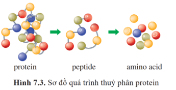 Lý thuyết Hóa học 12 Bài 7: Peptide, protein và enzyme | Cánh diều