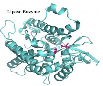 Lý thuyết Hóa học 12 Bài 7: Peptide, protein và enzyme | Cánh diều