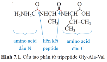 Lý thuyết Hóa học 12 Bài 7: Peptide, protein và enzyme | Cánh diều