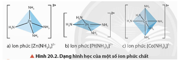 Hãy cho biết nguyên tử trung tâm và phối tử trong các ion phức ở Hình 20.2