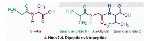 Từ Hình 7.4, khi thay đổi vị trí amino acid trong peptide, như: Gly – Ala thành Ala – Gly