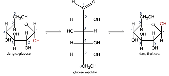 Lý thuyết Hóa học 12 Bài 3: Glucose và fructose | Chân trời sáng tạo