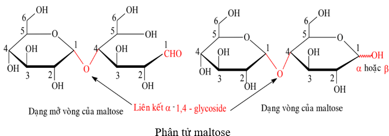 Lý thuyết Hóa học 12 Bài 4: Saccharose và maltose | Chân trời sáng tạo