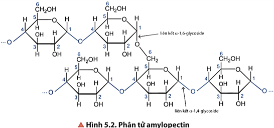 Lý thuyết Hóa học 12 Bài 5: Tinh bột và cellulose | Chân trời sáng tạo