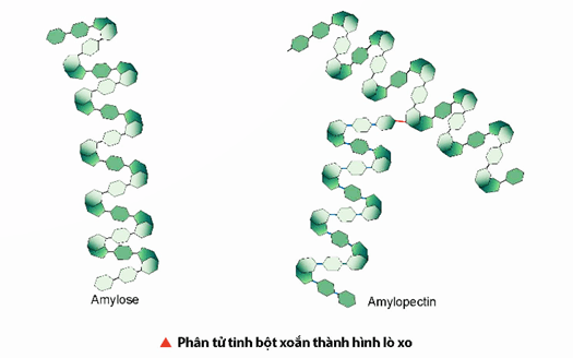 Lý thuyết Hóa học 12 Bài 5: Tinh bột và cellulose | Chân trời sáng tạo