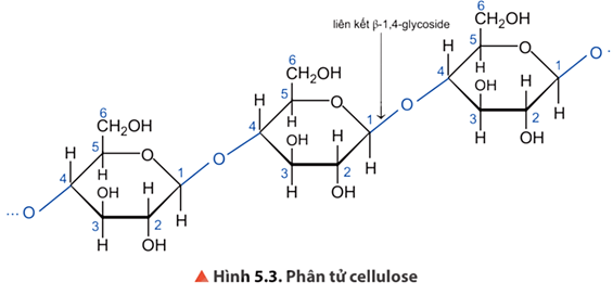 Lý thuyết Hóa học 12 Bài 5: Tinh bột và cellulose | Chân trời sáng tạo