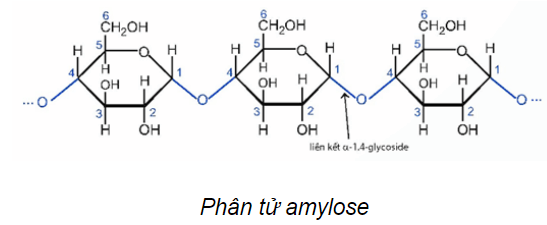 Lý thuyết Hóa học 12 Bài 5: Tinh bột và cellulose | Chân trời sáng tạo