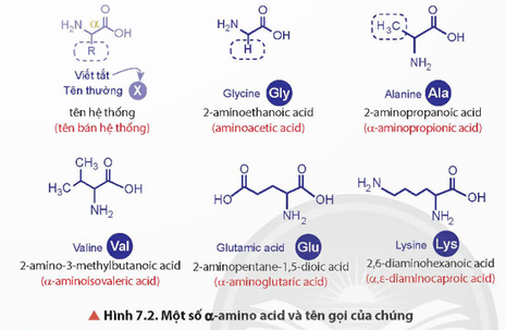 Lý thuyết Hóa học 12 Bài 7: Amino acid và peptide | Chân trời sáng tạo