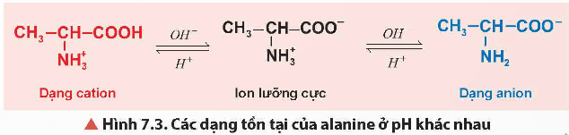 Lý thuyết Hóa học 12 Bài 7: Amino acid và peptide | Chân trời sáng tạo