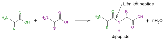 Lý thuyết Hóa học 12 Bài 7: Amino acid và peptide | Chân trời sáng tạo