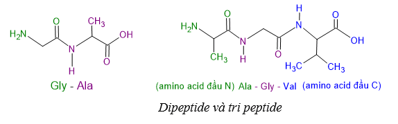 Lý thuyết Hóa học 12 Bài 7: Amino acid và peptide | Chân trời sáng tạo