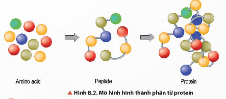 Lý thuyết Hóa học 12 Bài 8: Protein và enzyme | Chân trời sáng tạo