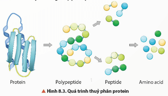 Lý thuyết Hóa học 12 Bài 8: Protein và enzyme | Chân trời sáng tạo