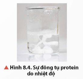 Lý thuyết Hóa học 12 Bài 8: Protein và enzyme | Chân trời sáng tạo