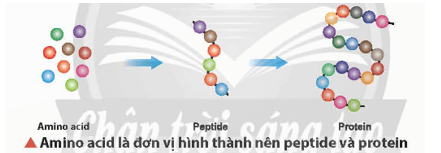 Amino acid là đơn vị hình thành nên peptide và protein cho cơ thể