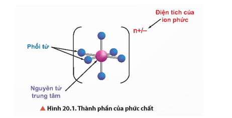 Hãy cho biết thành phần của phức chất được thể hiện trong Hình 20.1