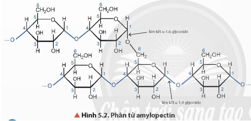 Nguyên nhân amylopectin có mạch phân nhánh trang 25 Hóa học 12