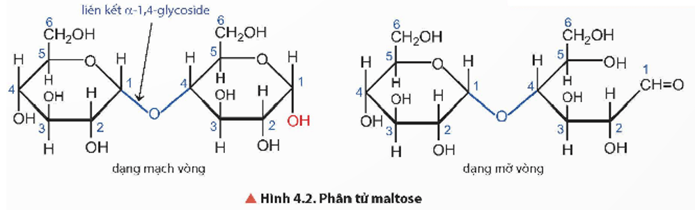 Vì sao phân tử maltose có thể mở vòng trang 22 Hóa học 12