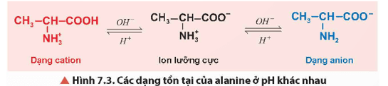 Quan sát Hình 7.3, cho biết alanine tồn tại chủ yếu ở dạng ion nào trong dung dịch