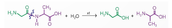 Trong Ví dụ 6, loại liên kết nào của peptide bị phá vỡ? Sản phẩm của phản ứng là gì